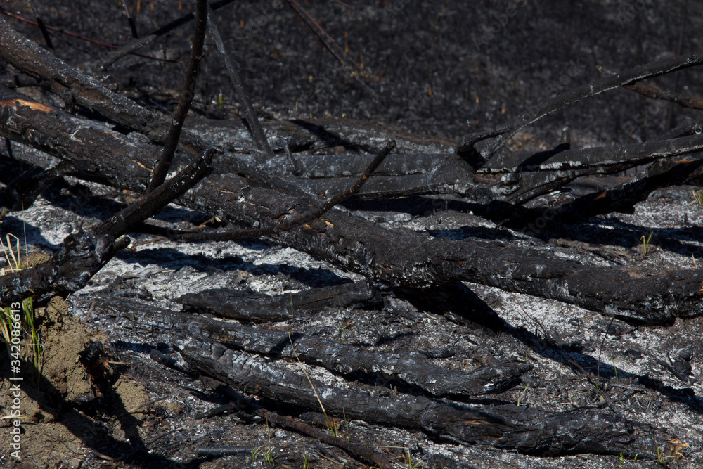 Burned trees, burned forest and grass. Burned trees, burned forest and grass.