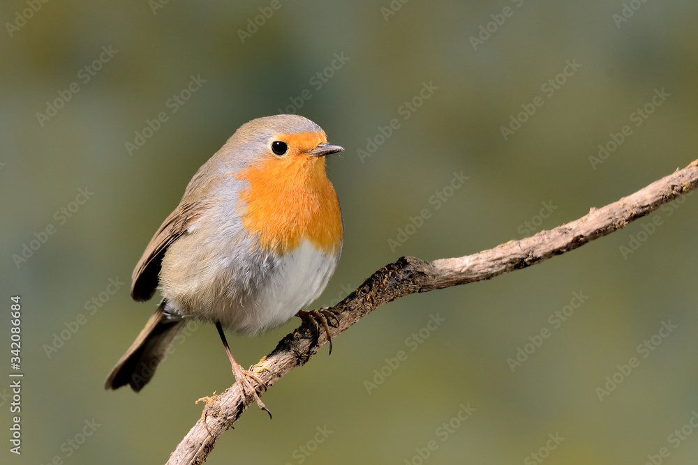 petirrojo en una rama diagonal con fondo verde (erithacus rubecula) Marbella Andalucía España petirrojo en una rama diagonal con fondo verde (erithacus rubecula) Marbella Andalucía España