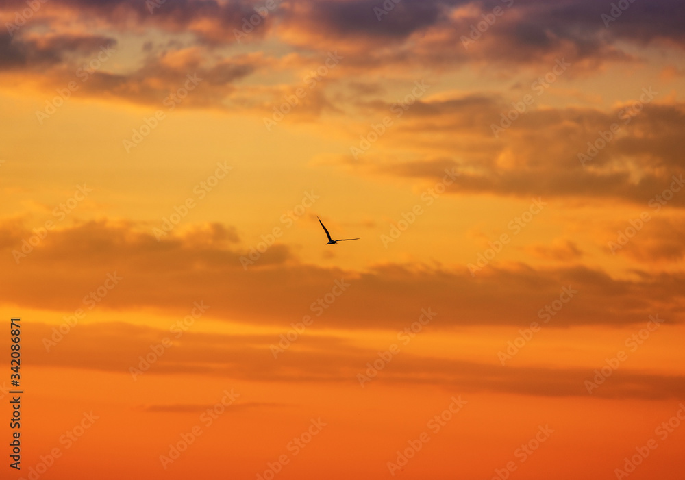 Seagull flying on a sunset background