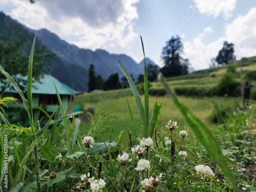 swiss alpine meadow