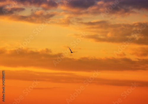 Seagull flying on a sunset background