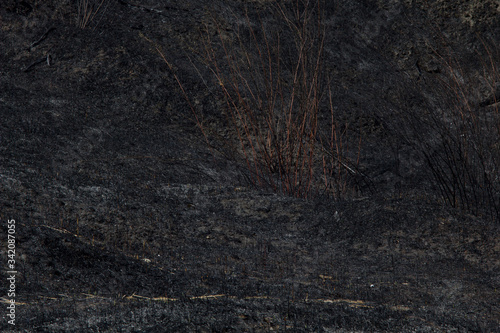 Burned trees and bush burned forest. photo