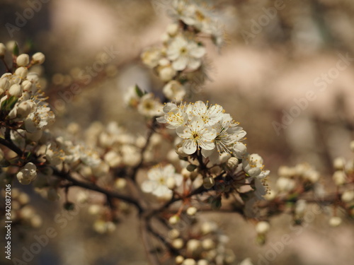 Blooming tree in spring. Close up