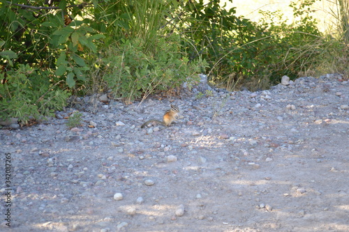 chipmunk