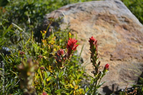 wild flowers in the mountains