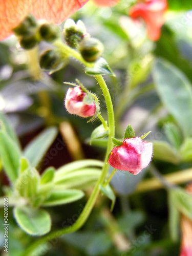 wild strawberry flower