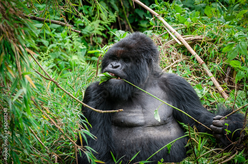 maschio di gorilla di montagna photo