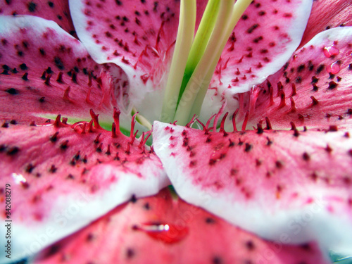 pink lily closeup