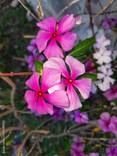 pink flowers in the garden