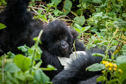 Cuccioli di gorilla di montagna © monthss