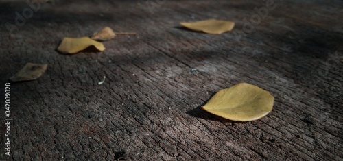 Dry leaves fell on the old wooden floor