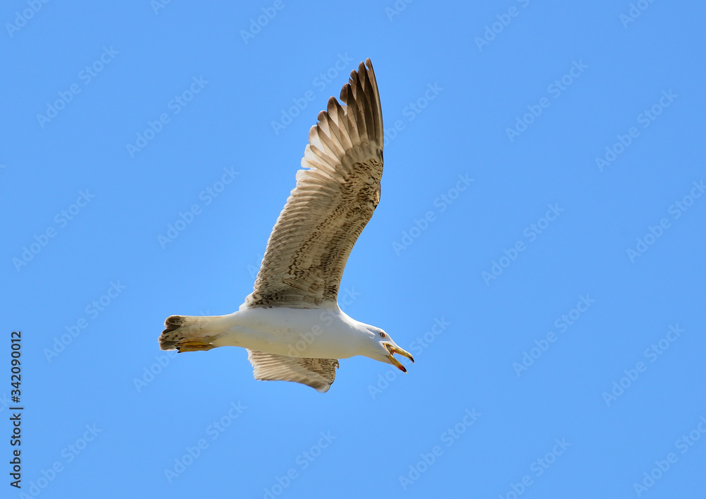 Obraz premium gaviota patiamarilla en vuelo con cielo azul (Larus michahellis) Casares Andalucía España
