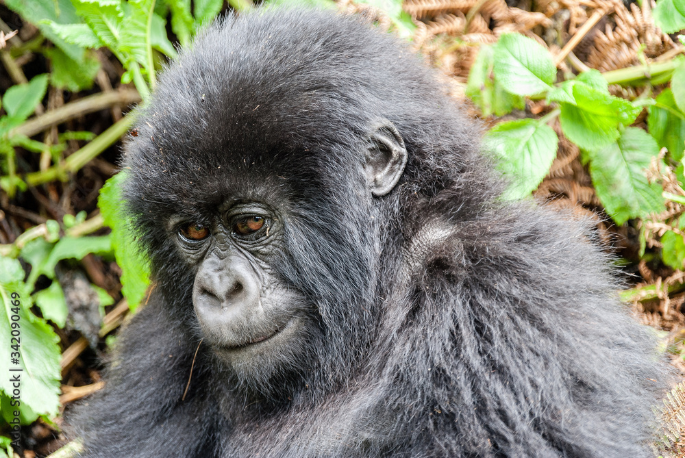 Fototapeta premium Cuccioli di gorilla di montagna