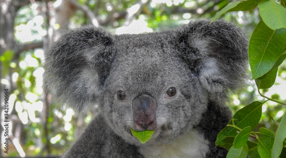 Obraz premium Cute Koala in a Tree