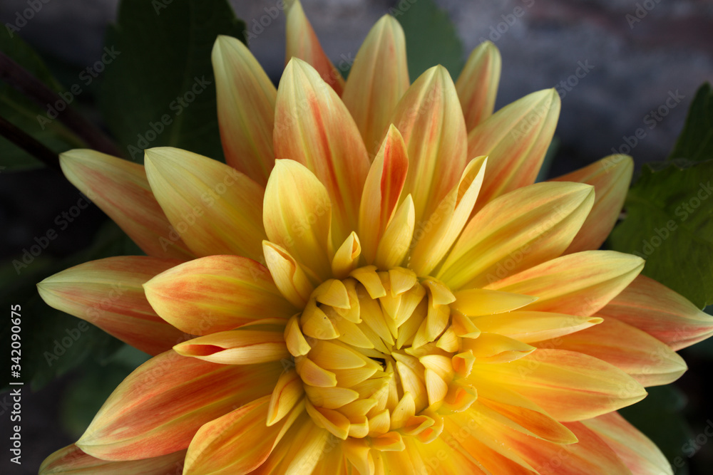 Dahlia blossom close up Dahlia blossom close up