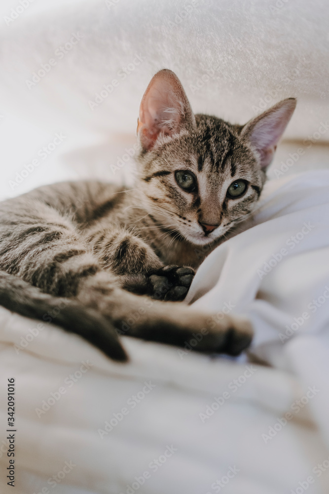 Adorable tabby kitty looking at camera while lying on soft warm blanket on bed at home Adorable tabby kitty looking at camera while lying on soft warm blanket on bed at home