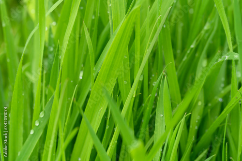 Detail of grass wet by rain