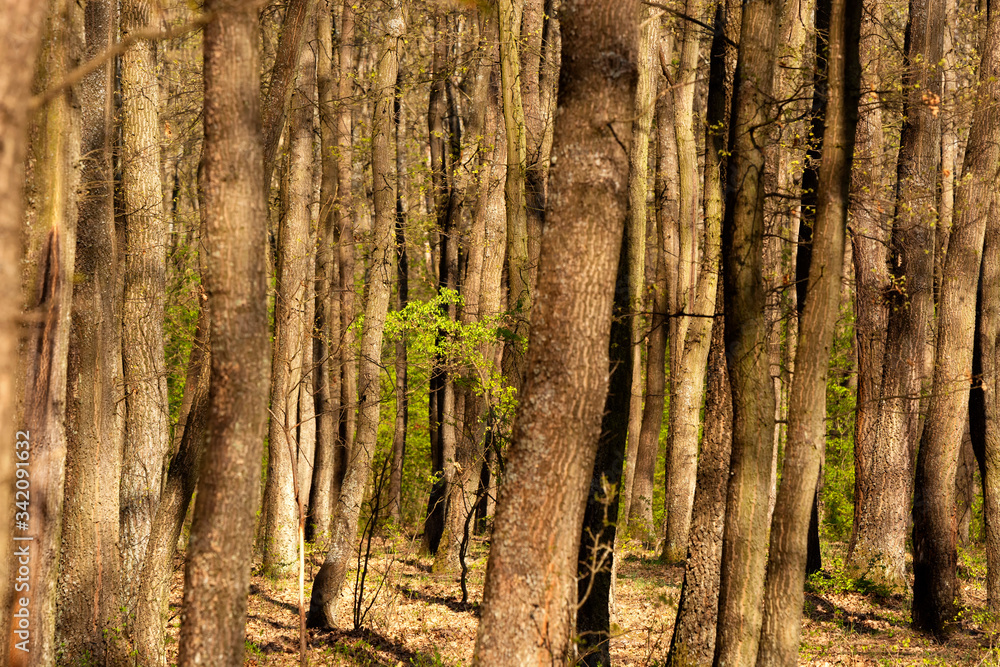 Obraz premium Thick forest in spring time