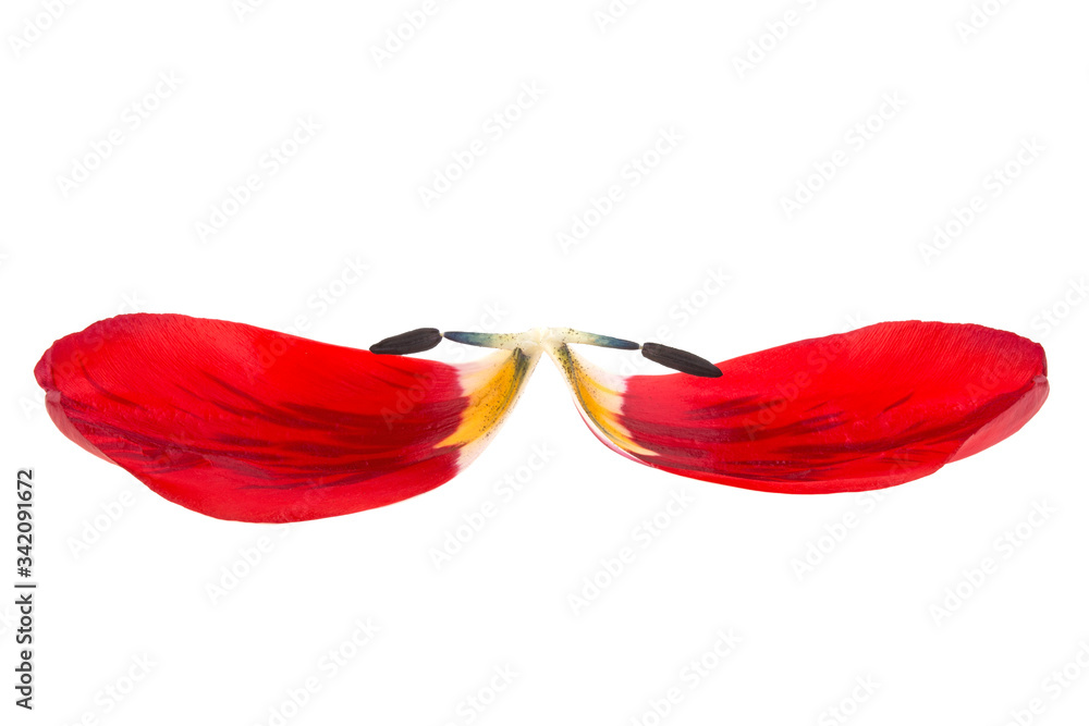 tulip petals on a white background isolated tulip petals on a white background isolated