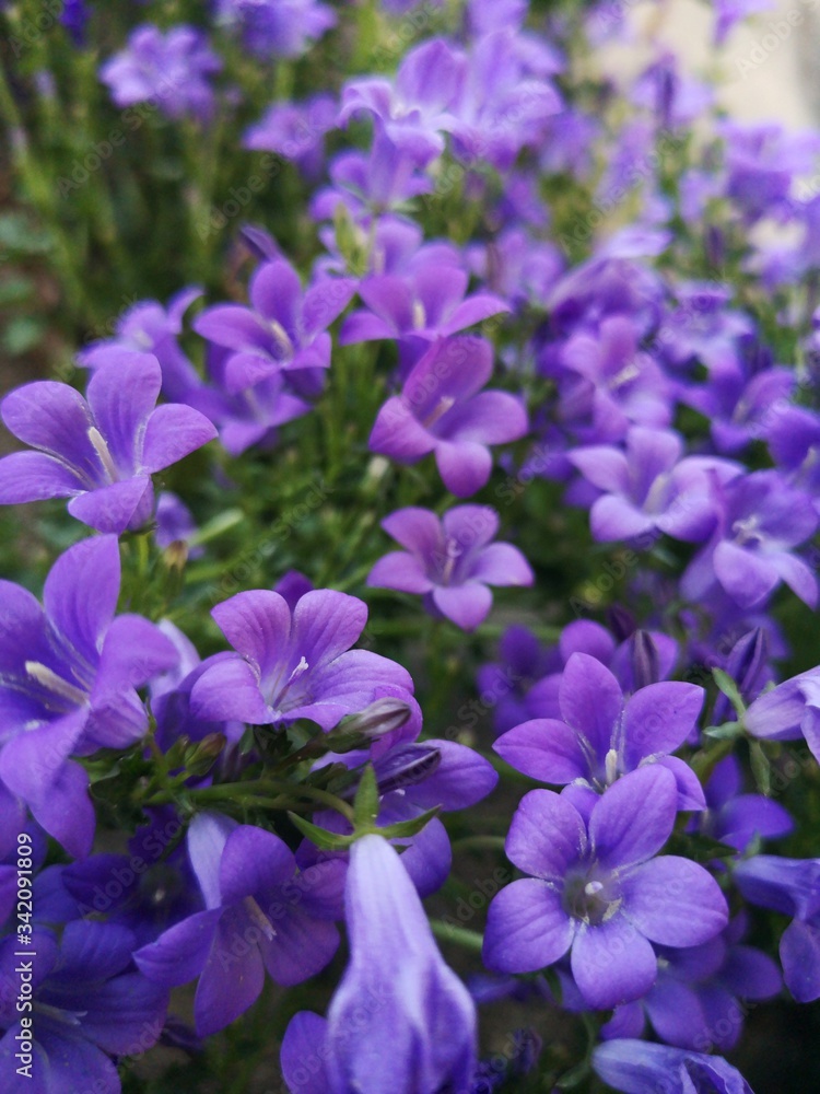 purple flowers in the garden purple flowers in the garden
