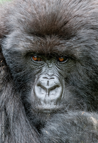 Gorilla di montagna © monthss