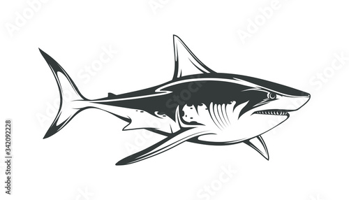 White shark. Saltwater fish. Eater Shark. Carcharodon. Big aggressive shark. Fish a shark a side view sketch. The emblem with shark for a sport team. Angry black shark vector illustration.