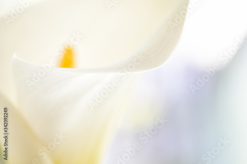 Calla white flower extreme close-up