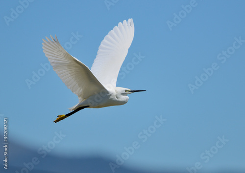 Fototapeta Naklejka Na Ścianę i Meble -  garceta blanca en vuelo con un cielo azul intenso (Egretta alba) Marbella Andalucía España