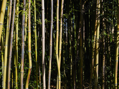 Horticultural garden bamboo forest