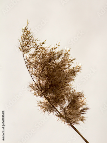 dry grass in the sky