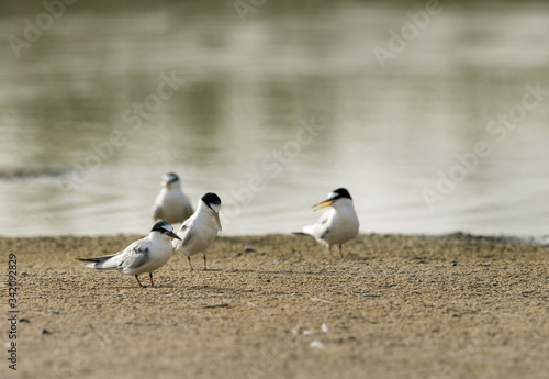 Little terns at Buhair, Bahrain