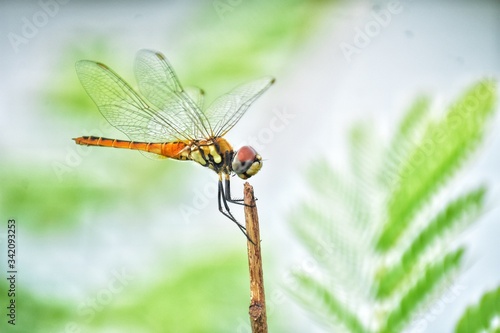 dragonfly on a branch