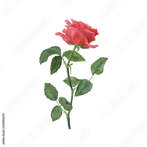 Botanical watercolor illustration of red rose isolated on white background. Vector