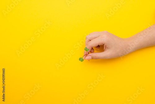Hand taking a microgreen sprout on a yellow background