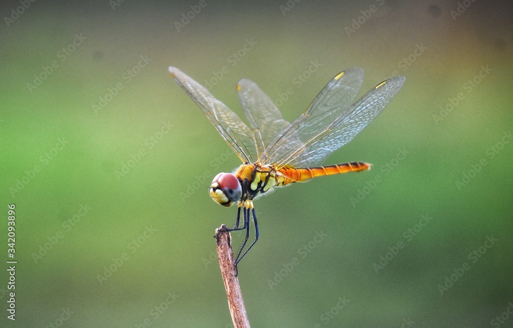 dragonfly on a branch - obrazy, fototapety, plakaty 