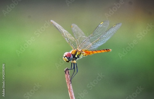 dragonfly on a branch photo