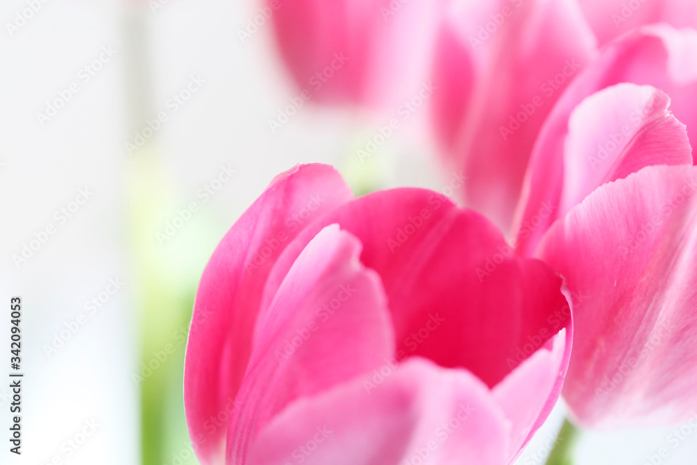 close up of pink tulips