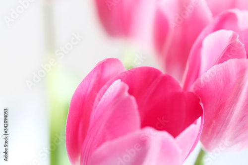 close up of pink tulips #342094053