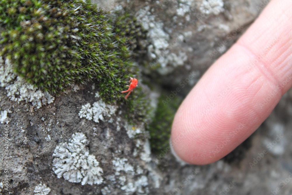 hand holding red spider