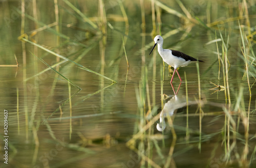 Black-winged Stilt in green photo