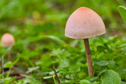 Small light brown mushroom © Manuel