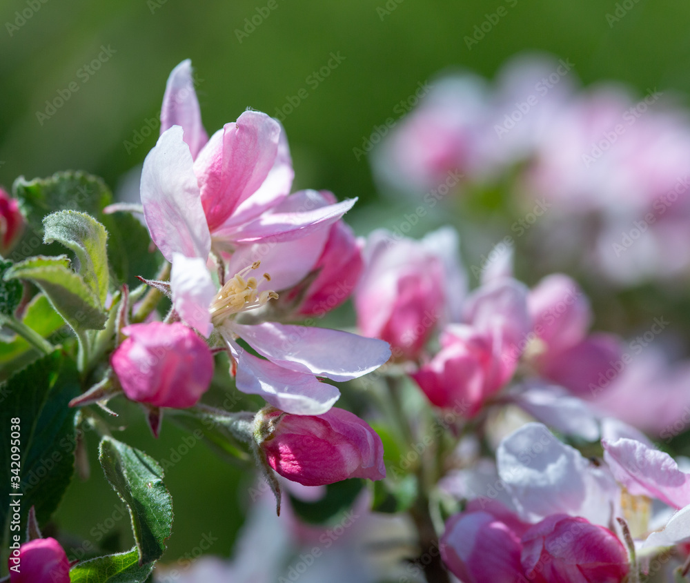Delicate pin and white apple tree blossoms in spring Delicate pin and white apple tree blossoms in spring