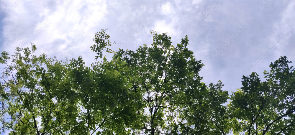 Green texture tree leaves against the blue sky Green texture tree leaves against the blue sky