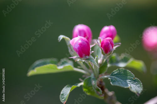 Tiny pink apple tree flowers blossoms with green background 