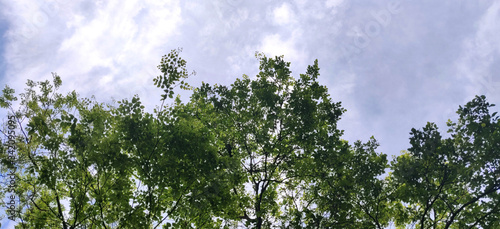 Green texture tree leaves against the blue sky