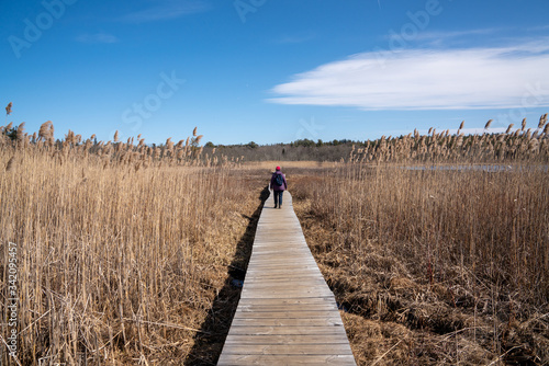 Fotografia Woman walking on long wooden board walk trail in marsh