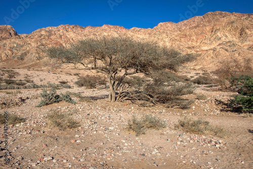 Solitary Desert Tree in the Jordanian Countryside © Rotorhead 30A