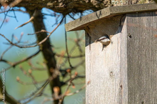 a nuthatch supplies its young with insects in a bird house