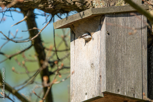 a nuthatch supplies its young with insects in a bird house