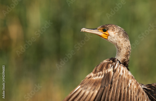 Portrait of Great Cormorant photo